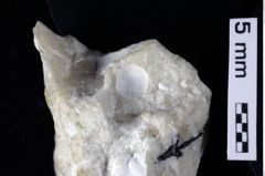 Foto (Detailansicht) von Bucculentum sp. (NHMW-GEO-1990-0041-0361)